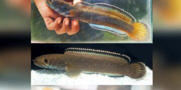 Scientists discover new snakehead fish species in Meghalaya’s Ri Bhoi stream