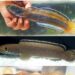 Scientists discover new snakehead fish species in Meghalaya’s Ri Bhoi stream