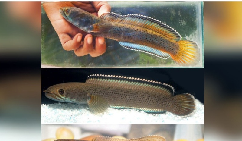 Scientists discover new snakehead fish species in Meghalaya’s Ri Bhoi stream