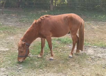 Assam: Animals rescued from Digboi circus over alleged cruelty, lack of permits