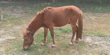 Assam: Animals rescued from Digboi circus over alleged cruelty, lack of permits