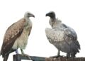 Bombay NGO to release captive-bred vultures in Assam next month
