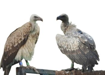 Bombay NGO to release captive-bred vultures in Assam next month