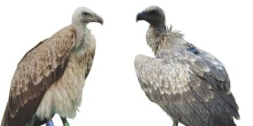 Bombay NGO to release captive-bred vultures in Assam next month