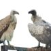 Bombay NGO to release captive-bred vultures in Assam next month
