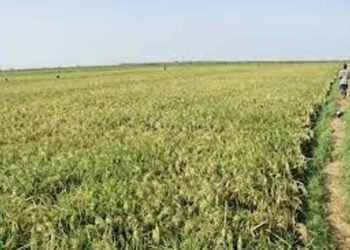 Over 5,000 Mizoram farmers lose 42% of crops to rodent infestation