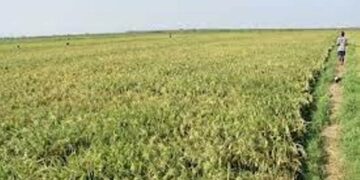 Over 5,000 Mizoram farmers lose 42% of crops to rodent infestation