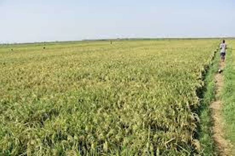 Over 5,000 Mizoram farmers lose 42% of crops to rodent infestation