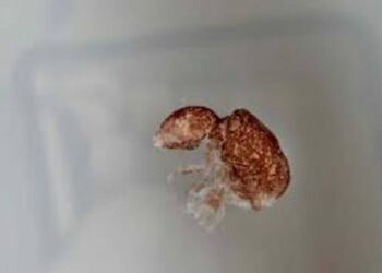 ZSI scientists discover new springtail species in Sikkim’s high-altitude regions