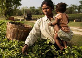 Assam govt relaxes two-child norm for ST, SC, tea garden, Moran & Matak communities