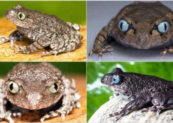 Two new frog species identified in Arunachal Pradesh’s forests