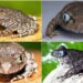 Two new frog species identified in Arunachal Pradesh’s forests