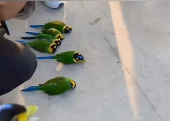 Meghalaya Forest department suggests preventive steps after birds die in glass collision