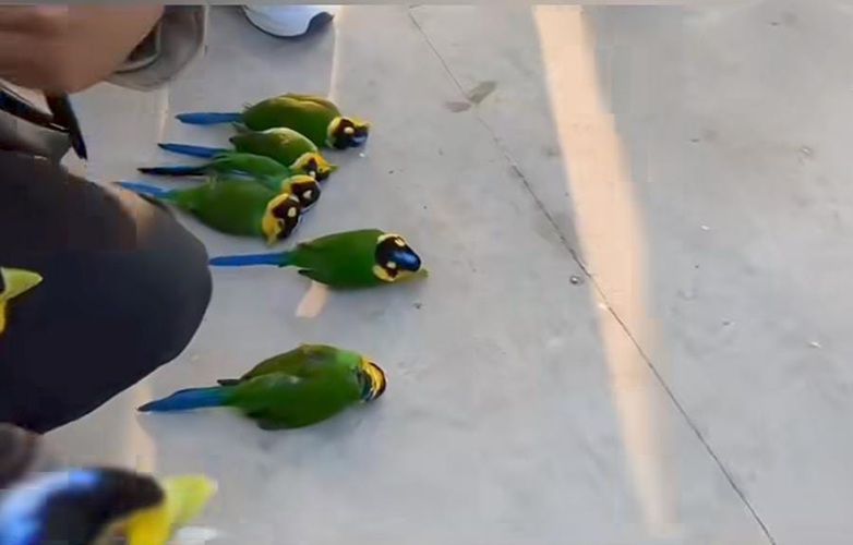 Meghalaya Forest department suggests preventive steps after birds die in glass collision