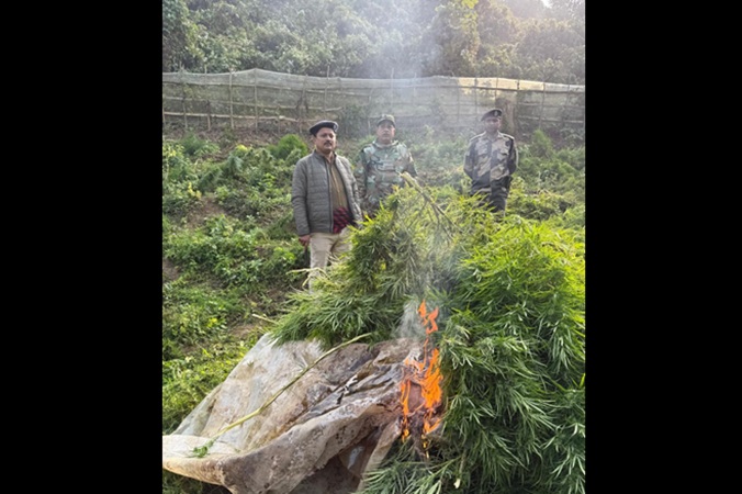 Ganja plants worth Rs 108 crore destroyed in Tripura anti-narcotics drive