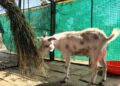 Dimapur circus raided again for illegal animal performances, goat rescued