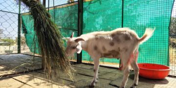 Dimapur circus raided again for illegal animal performances, goat rescued