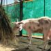 Dimapur circus raided again for illegal animal performances, goat rescued