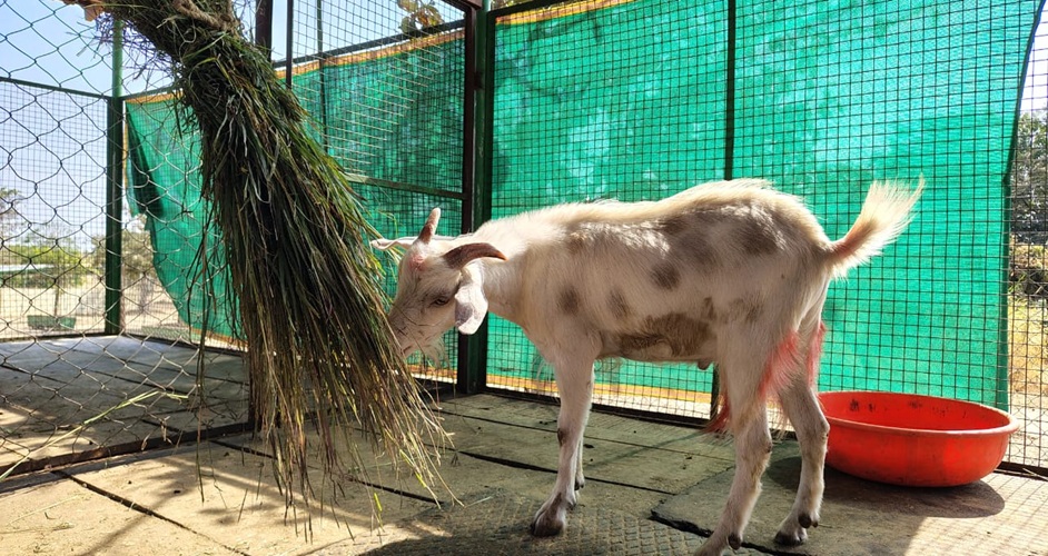 Dimapur circus raided again for illegal animal performances, goat rescued