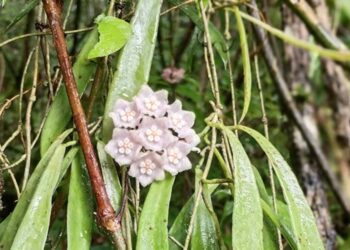 New plant species identified in Nagaland’s high-altitude forests