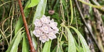 New plant species identified in Nagaland’s high-altitude forests