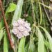 New plant species identified in Nagaland’s high-altitude forests