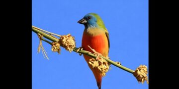 First-ever sighting of Pin-tailed Parrotfinch boosts Arunachal Pradesh biodiversity