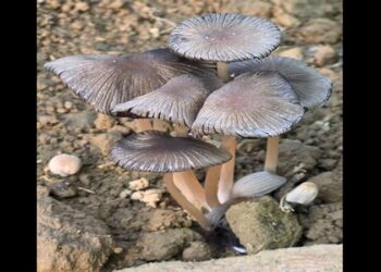 Pleated Inkcap mushroom recorded in Arunachal Pradesh for first time
