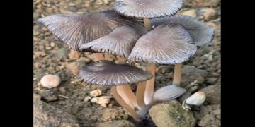 Pleated Inkcap mushroom recorded in Arunachal Pradesh for first time