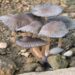 Pleated Inkcap mushroom recorded in Arunachal Pradesh for first time