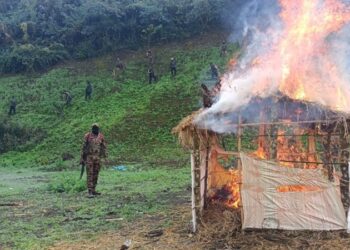 Security forces destroy 306 acres of illegal poppy fields in Manipur