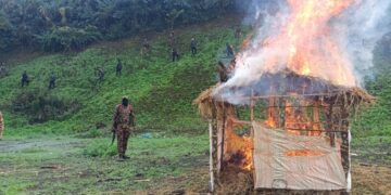 Security forces destroy 306 acres of illegal poppy fields in Manipur