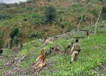 Eight acres of poppy crops destroyed in Arunachal’s Longding district