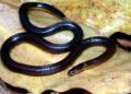 Scientists identify new reed snake species ‘Calamaria mizoramensis’ from Mizoram