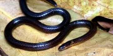 Scientists identify new reed snake species ‘Calamaria mizoramensis’ from Mizoram