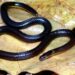Scientists identify new reed snake species ‘Calamaria mizoramensis’ from Mizoram