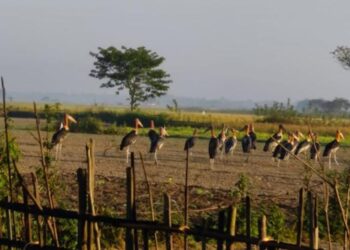 A file photo of flock of Greater Adjutant Storks (storksisters/Insta)