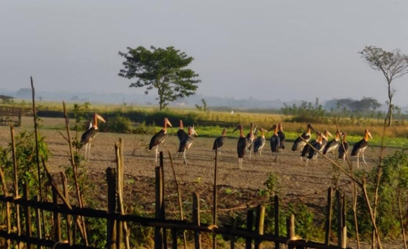 A file photo of flock of Greater Adjutant Storks (storksisters/Insta)