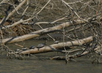 Kaziranga records 945 freshwater turtles of seven species in latest survey