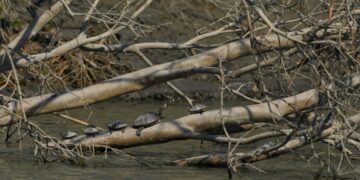 Kaziranga records 945 freshwater turtles of seven species in latest survey
