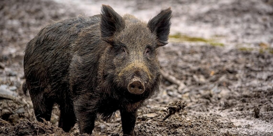 African Swine Fever kills wild boars in Mizoram’s Serchhip district