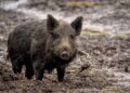 African Swine Fever kills wild boars in Mizoram’s Serchhip district