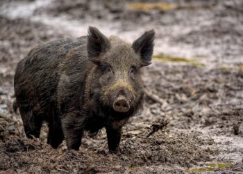 African Swine Fever kills wild boars in Mizoram’s Serchhip district