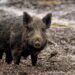 African Swine Fever kills wild boars in Mizoram’s Serchhip district