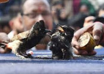 Assam: Kamrup administration bans Bulbuli fights during Magh Bihu