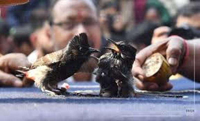 Assam: Kamrup administration bans Bulbuli fights during Magh Bihu