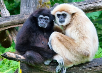 Hoolock Gibbon dies of electrocution in Assam’s Hollongapar Gibbon Wildlife Sanctuary