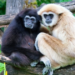 Hoolock Gibbon dies of electrocution in Assam’s Hollongapar Gibbon Wildlife Sanctuary