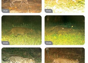 Kaziranga National Park emerges as a major stronghold for endangered Fishing Cat