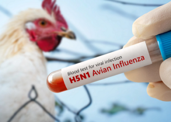 Sikkim: Avian Influenza detected in Soreng; Containment order enforced